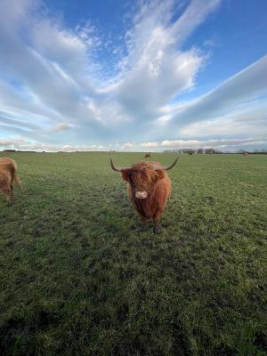 This photo was taken on the last day that I was in Scotland. The last thing on my bucket list was to pet a highland cow. I made sure I did that before I left to wrap up the most amazing adventure of my life.